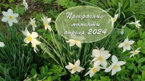 Апрель 2024. Дачная хроника. Relax. Дача как есть