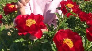 The Mackinac Grand peony. Макинак Гранд пион. Пулков сад (2021год)