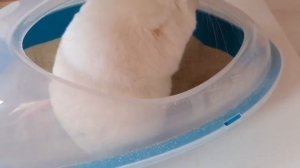 Как ссадить шиншилл?