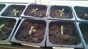 Чем ПОЛИТЬ рассаду после ПИКИРОВКИ, для БЫСТРОГО РОСТА и МОЩНЫХ КОРНЕЙ.