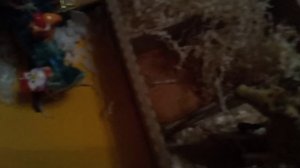 типы лошадей и жеребят 1 часть