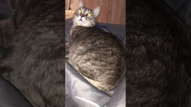 🐾 Воскресное утро кота, знакомо?