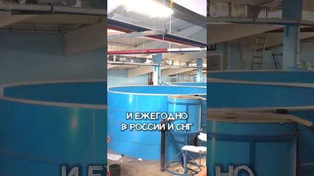 Как Устроен Рынок Аквакультуры в России и СНГ на Сегодня?
