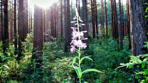 Сергей Любавин - За той волной