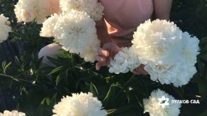 Festiva Powder Puff peony.  Фестива Паудер Пафф пион.  Пулков сад (2022 г)
