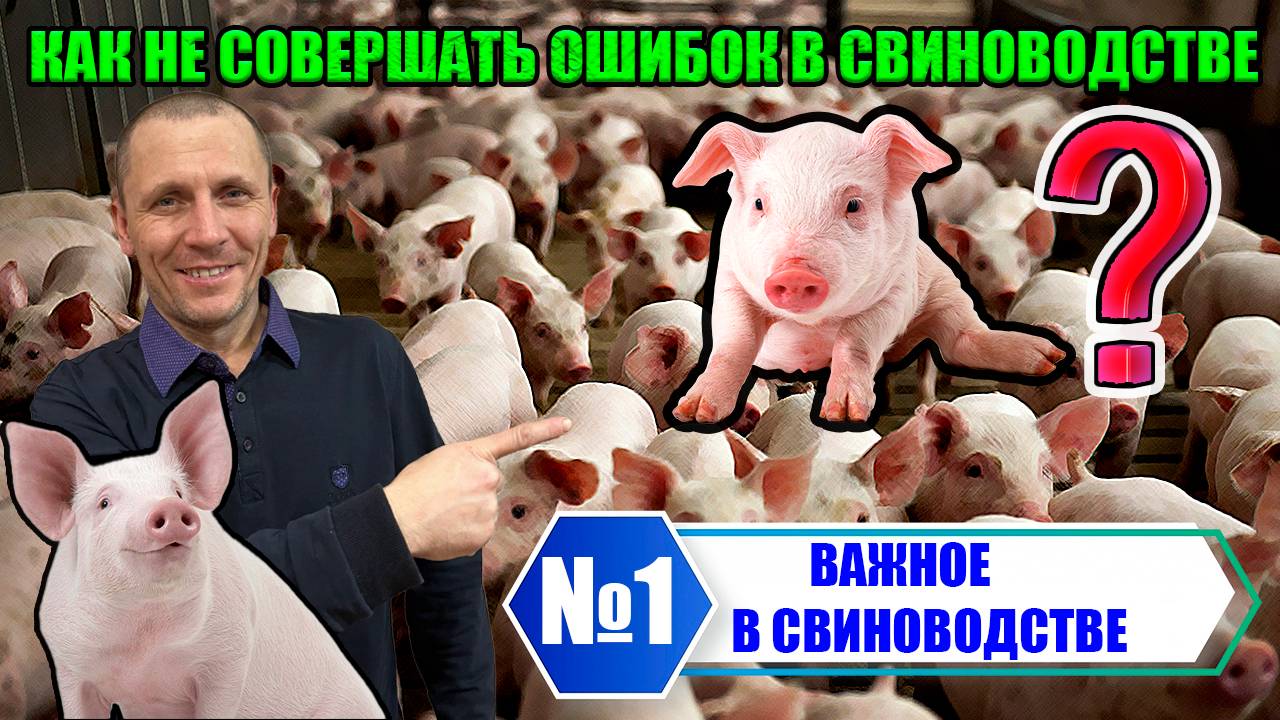 🔵№1 Выращивание свиней в домашних условиях/Советы для начинающих свиноводов✅ смотреть онлайн