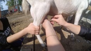 Коза первокотка/Мастит/Отек