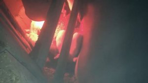 Свиноматка грызет своих поросят! Что делать и как спасти?