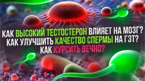 Как высокий тестостерон влияет на мозг? Как улучшить качество спермы? Как курсить вечно?