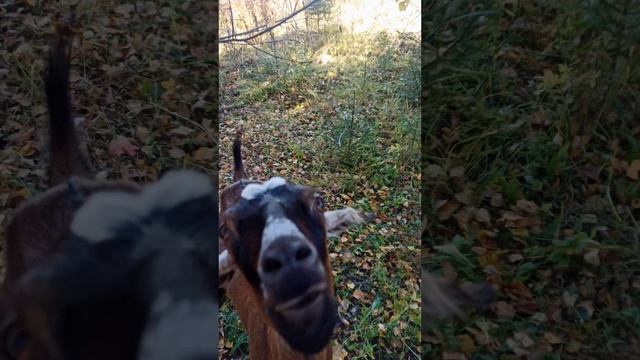 Козёл это не собачка 😆