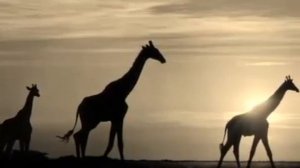 Жираф. Николай Гумилев.