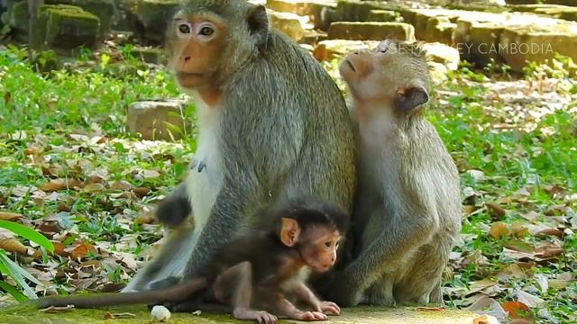 Poor baby Adler try beg mom allow him milk with terrible cry by no successful смотреть онлайн