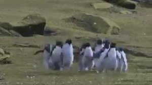 Что погнали н**** ё***** в рот