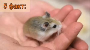 10 интересных фактов о хомяках