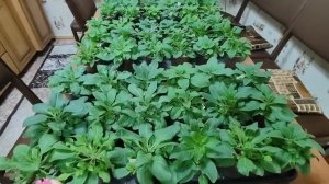 Как правильно и чем  удобрять петунию для хорошего роста и развития. Рассада петуний будет здоровой