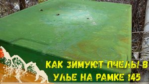 Как зимуют Пчелы в улье на 145 рамку
