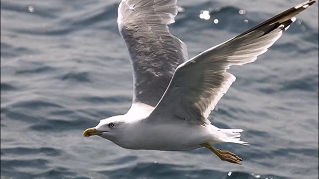 ансамбль Калина - Красавица Волга! Сл. В.Бурыгина, муз. М.Рычагова смотреть онлайн