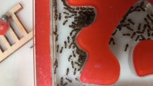 муравьи lasius niger