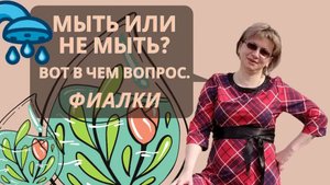 МЫТЬ ИЛИ НЕ МЫТЬ? ВОТ В ЧЕМ ВОПРОС | Можно ли мыть фиалки?
