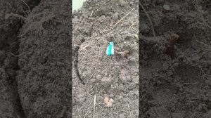 Черенкование метельчатой гортензии в зиму, в неотапливаемой теплице.