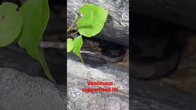 We step over a venomous copperhead on a popular hiking trail !!! @dayhikingandherpingdudes