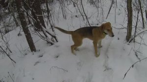 Охота на зайца 07.01.2025. Рождественский зайчик!