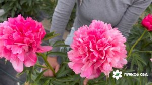 Topica Coral peony. Топика Корал пион. Пулков сад