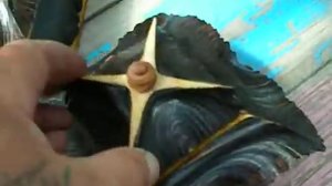 Буду торговать