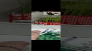 Посылочка ч семенами, Огурчики Герман и томаты Де Барао, отлично вкусные и всегда  урожайные!