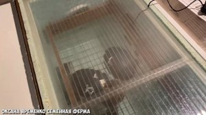 СТРАУС ЭМУ / ВЫВОД / ОТЛИЧНЫЙ РЕЗУЛЬТАТ!