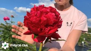 Christmas velvet peony. Кристмас вельвет пион. Пулков сад