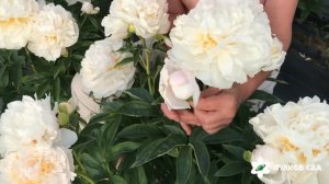 Fragrant bouquet peony. Фрагрант букет пион. Пулков сад (2022 г)