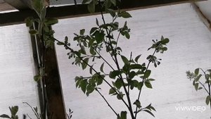 Расцвела вишня..... в теплице.