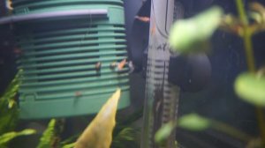 Креветочник 30 литров креветки вишня неокардины живут с рыбами . Обзор от кинокритика