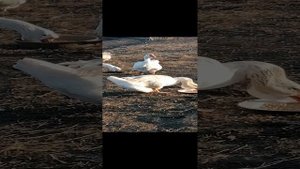 Холмогорские гуси Краснодарский край Северский район