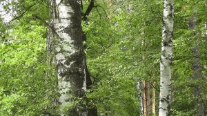 Футаж HD - берёзы в лесу