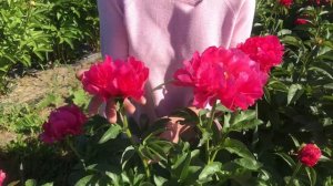 Paula Fay peony. Паула фей пион. Пулков сад