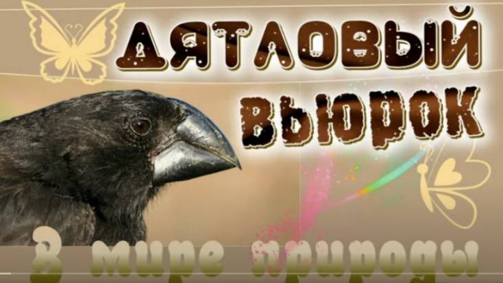 📗 "Дятловый вьюрок" ~ СЛАЙДЫ | РАССКАЗ Христианский для ДЕТЕЙ 👧АУДИОРАССКАЗ