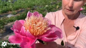 Leslie Peck peony. Лесли Пек пион