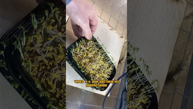Микрозелень брокколи