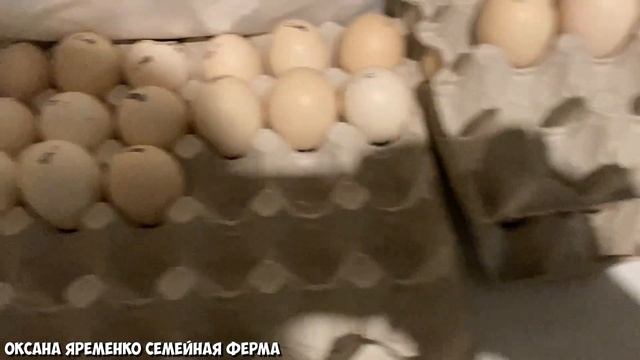 РОСС308 Европа / Жутко дорого / Результат никакой / Гора неоплода!