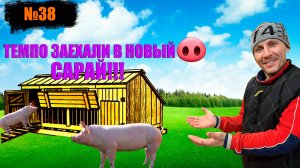 №38 Перегоняем свинок породы темпо,в новый сарай😁