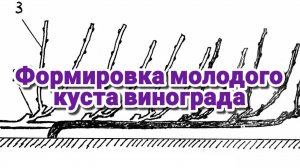 Формировка винограда в первые годы