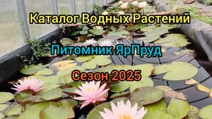 Питомник водных растений ЯрПруд Каталог 2025