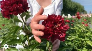 Highlight peony. Хайлайт пион