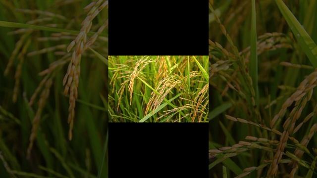 Golden rice #shorts #basicknowledge #generalknowledge смотреть онлайн