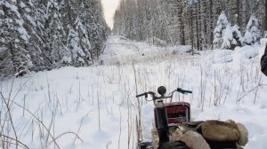 ЗИМНИЙ ЛЕС.
