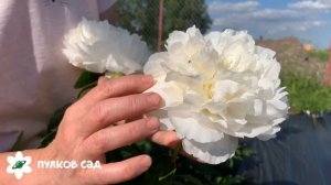 Shirley temple peony. Ширли Темпл пион. Пулков сад