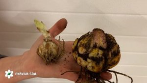 Сравнение маленького и большого разбора луковиц Лилии.