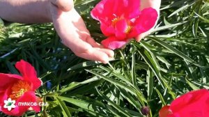 Орленок пион. Пулков сад